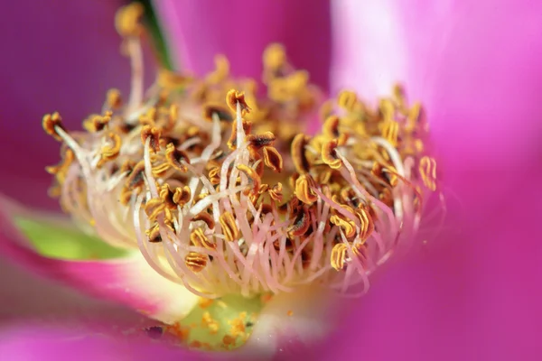 Detail van een roze roos hip bloem in zomer — Stockfoto