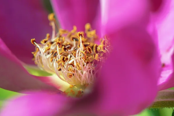 Detail mawar merah muda bunga pinggul selama musim panas — Stok Foto