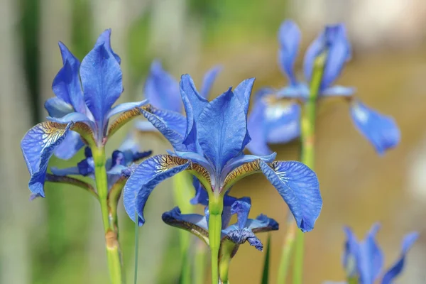 Ayrıntı sırasında bir mavi iris çiçek (Iris spuria) — Stok fotoğraf