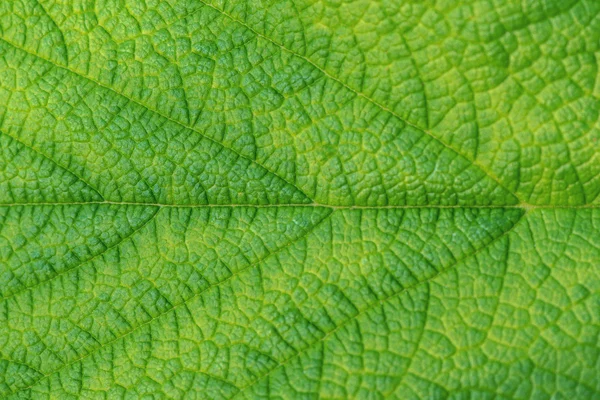 Detail van de groene nerven van een blad in de zomer — Stockfoto