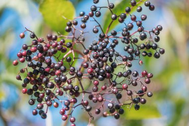 Geç yaz aylarında Elderflower üzerinde çilek