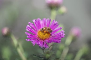 Arı bir pembe papatya çiçek pollinating