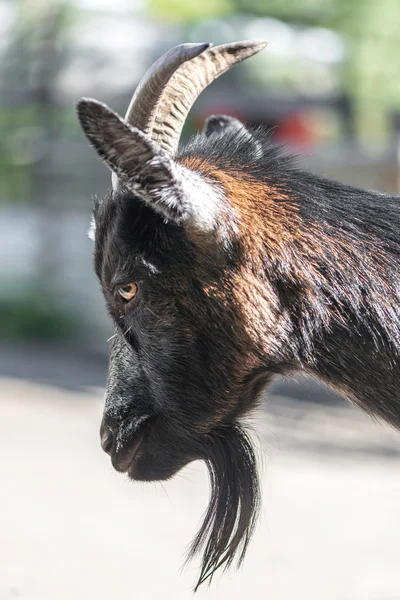 Young black goats head from the side — Stock Photo, Image
