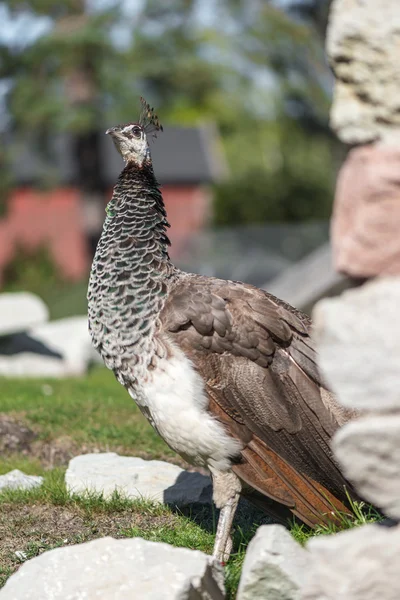 Peacock ptak kobiece — Zdjęcie stockowe