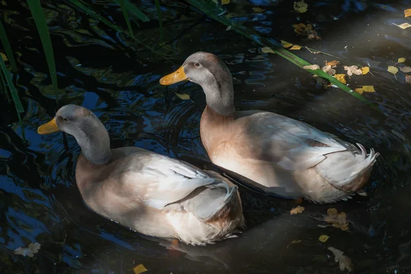 Two ducks in warm light from above — Stok fotoğraf