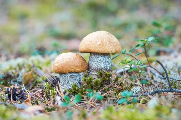 Orange Birch Bolete mushroom - Leccinum versipelle — Stock Photo, Image