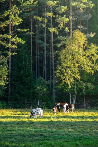 Vacas na grama verde à noite com floresta no fundo — Fotografia de Stock