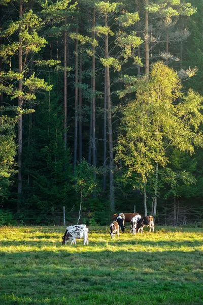 Kor på grönt gräs på kvällen med skogen i bakgrunden — Stockfoto