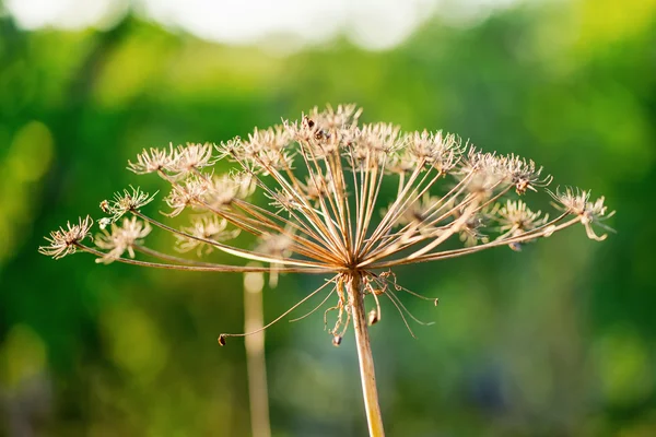 Cow parsley flower during autumn with small focus — Stock Photo, Image