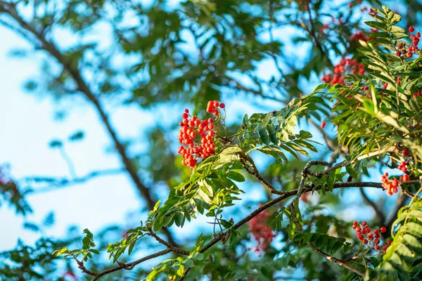 Rowan frukter på trädet med blå himmel bakgrund — Stockfoto