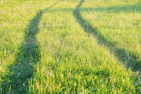 Track of tractor in the green grass — Stock Photo, Image