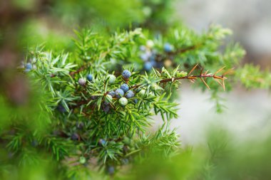 Ardıç meyveleri ıslak, çiğ