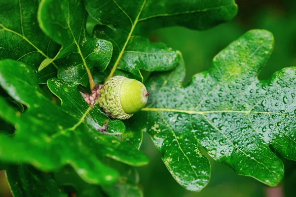 Ramo de carvalho com bolota verde — Fotografia de Stock