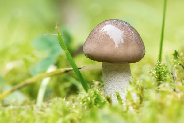 Närbild av liten svamp med brun mössa — Stockfoto