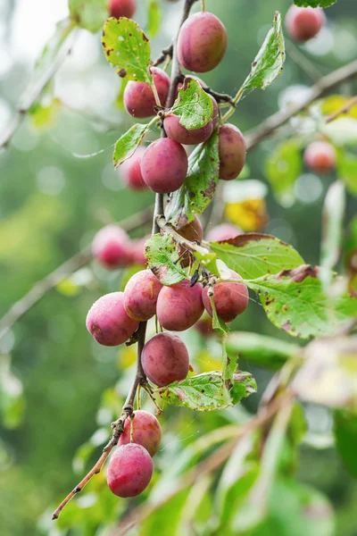 Victoria plums during autumn — Stock Photo, Image