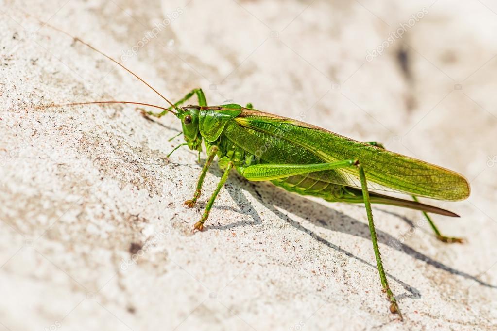Big bright green grasshopper