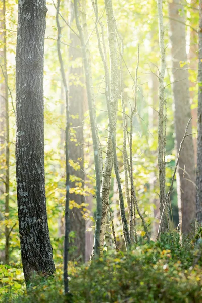 Herbstwald mit grünen und gelben Blättern — Stockfoto