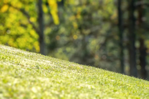 canlı yeşil çim ile eğimli arka bahçe