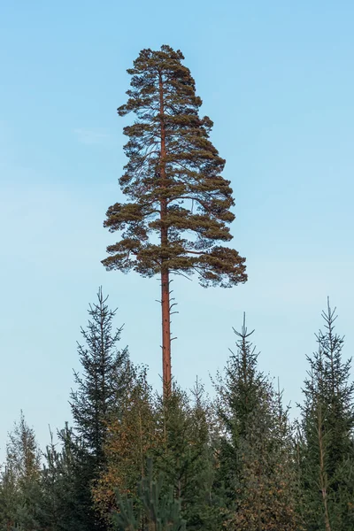 Hoge majestueuze pijnboom — Stockfoto