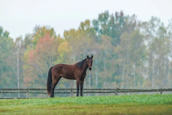 Horse on a Green Grass field — Stock Photo, Image