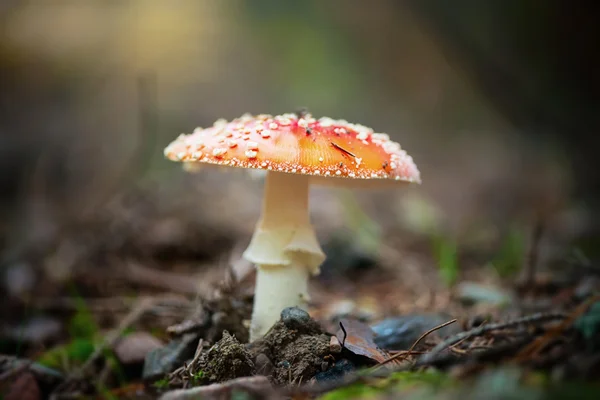 Fly agaric mushroom or toadstool — Stock Photo, Image