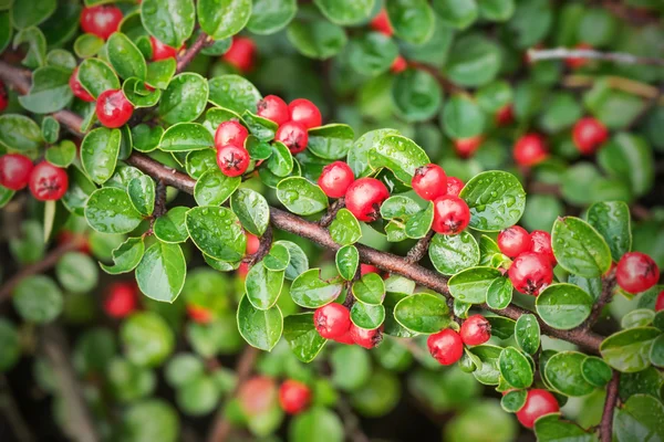 Röda bär på en liten buske — Stockfoto