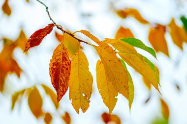 doğal ortamda renkli sonbahar yaprak