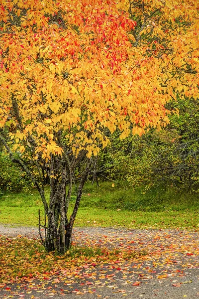 Kolorowe drzewa jesienią w parku — Zdjęcie stockowe