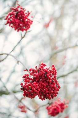 Rowan çilek kümeleri