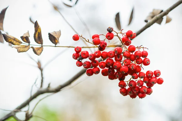 Cluster of rowan berry on a twig — Stock Photo, Image