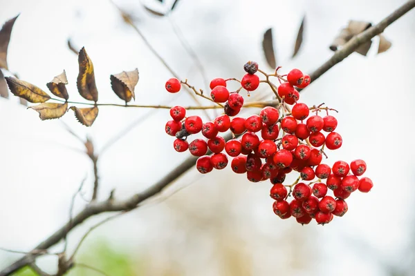 Cluster de baies de rowan sur une brindille — Photo