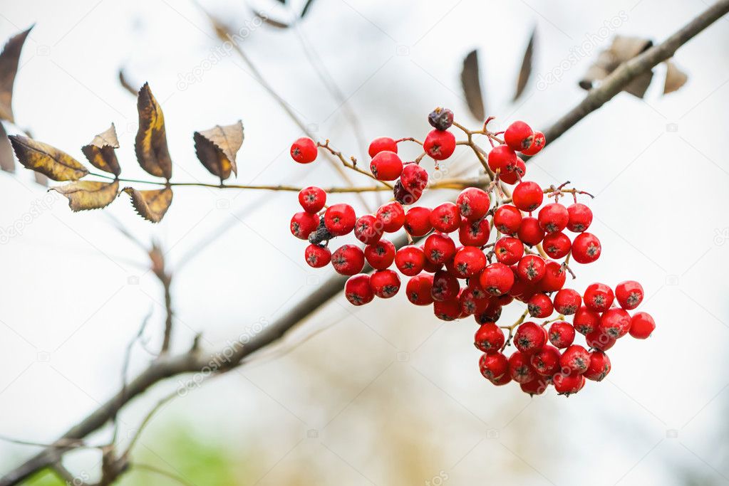 Cluster of rowan berry on a twig