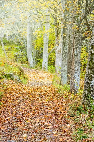 Camino en un bosque otoñal —  Fotos de Stock