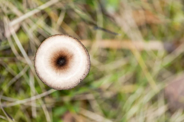 Mushroom from above in nature — Stock Photo, Image