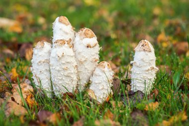 Shaggy mürekkep büyük harf ya da Coprinus comatus