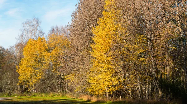 Yellow trees during autumn — Stock Photo, Image