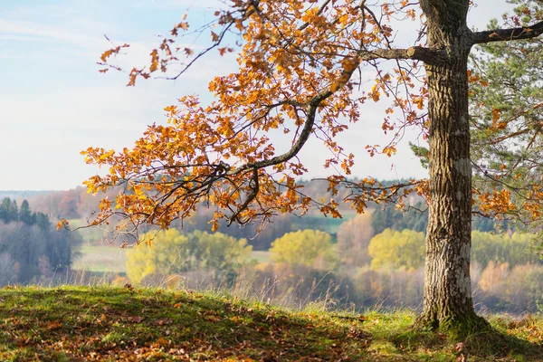 Turuncu sonbahar yaprakları ile meşe ağacı — Stok fotoğraf