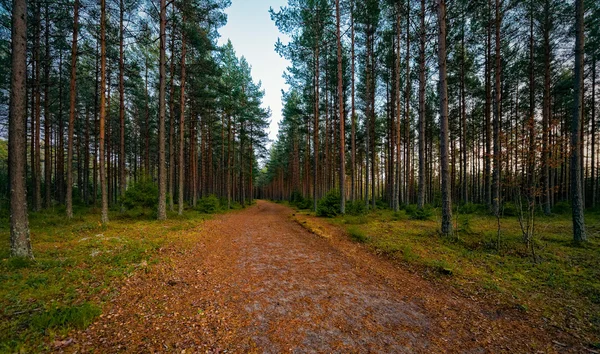 Trail for recreation during evening in the woods — Stock Photo, Image