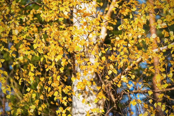 Feuilles de bouleau en automne — Photo