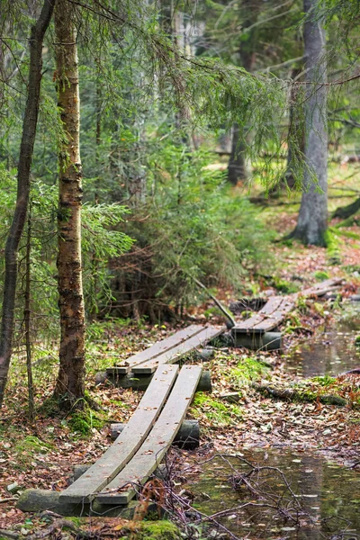 Marsh boardwalk ősszel az erdő — Stock Fotó