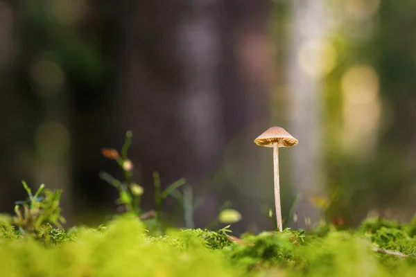 Liten svamp på skogsmarken under hösten — Stockfoto
