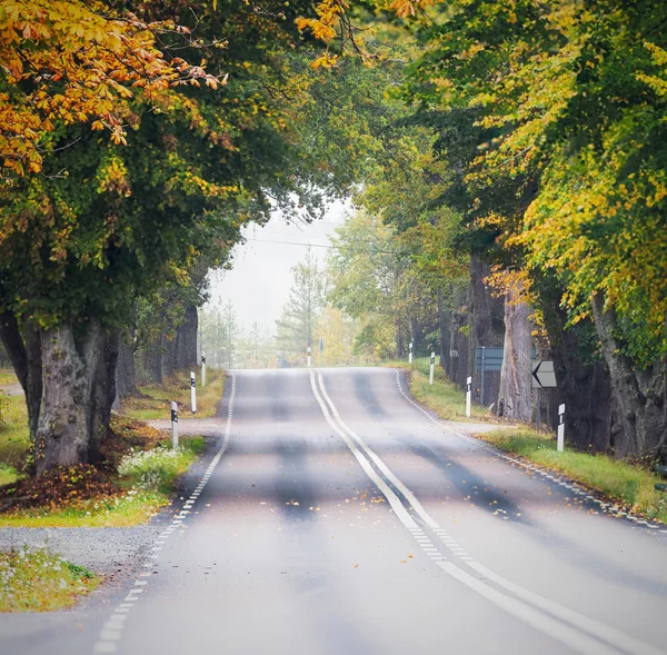 秋の間に樫の木トンネル道路 — ストック写真