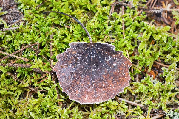 Aspen leaves in the frost — Stock Photo, Image