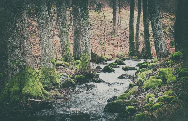 Podzimní stream na podzim — Stock fotografie