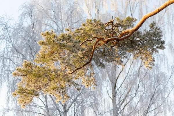 Frostbitten tall gren med snöklädda björkar — Stockfoto