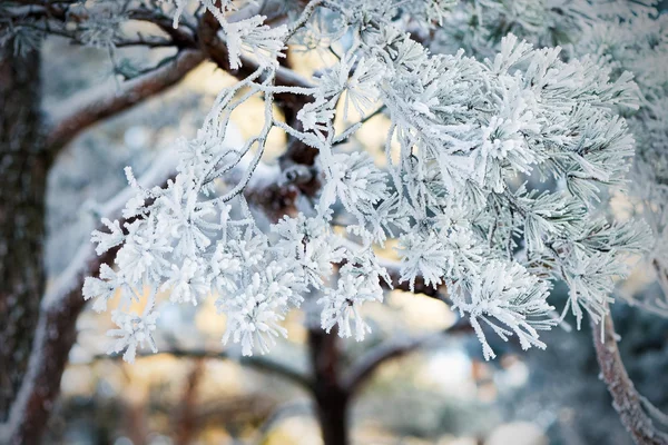 Closeup of a frostbitten Scots pine branch — Stock Photo, Image