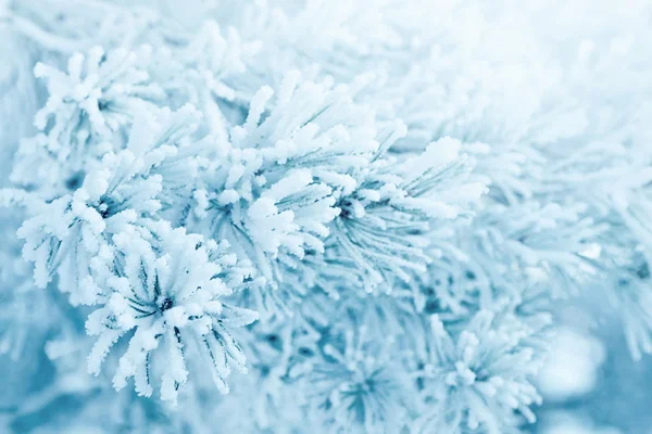 Pine tree with the needles covered in hoarfrost — Stock Photo, Image