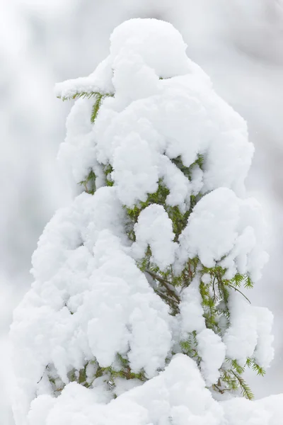 Κορυφή του ένα Κωνοφόρο δέντρο που καλύπτονται με χιόνι — Φωτογραφία Αρχείου