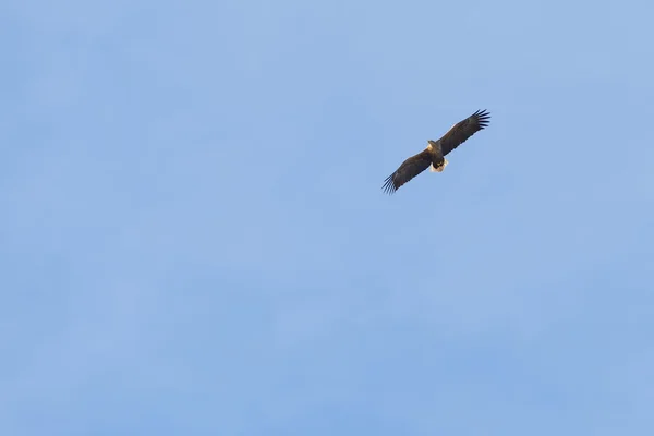 Морской орел на голубом небе с распростертыми крыльями — стоковое фото