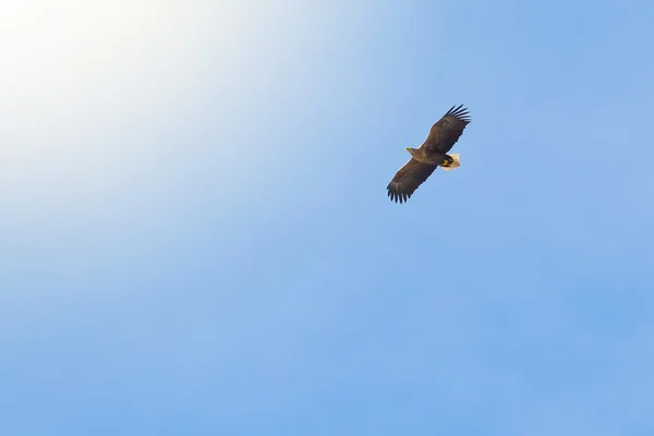 Seeadler oder haliaeetus albicilla am blauen Himmel mit ausgebreiteten Flügeln — Stockfoto